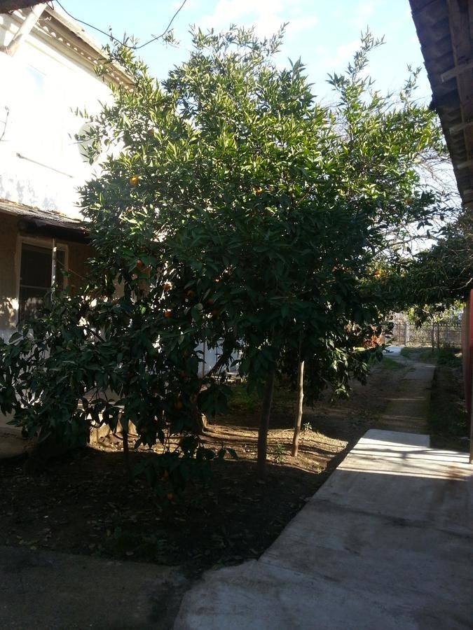 Фотографии номера Двухместный номер с 2 отдельными кроватями, вид на сад в Гостевом доме Гостевой дом Южная Пальмира Пицунда